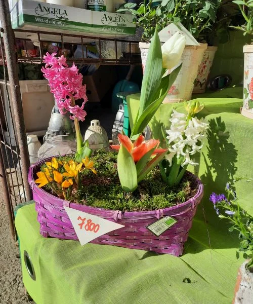 Jácint, tulipán beültetés (BE-20)