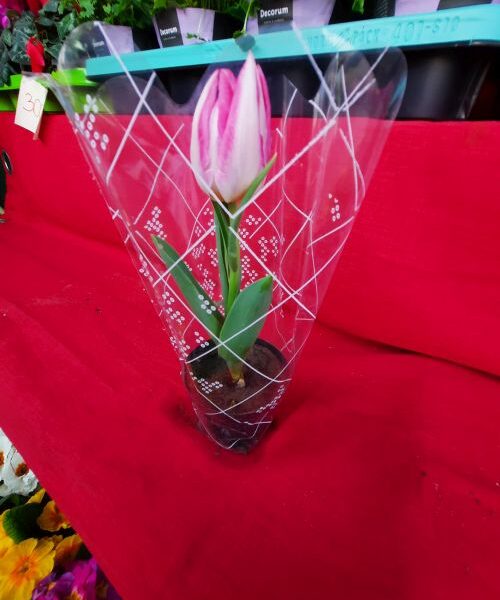 Tulipán cserepes (CSE-13)