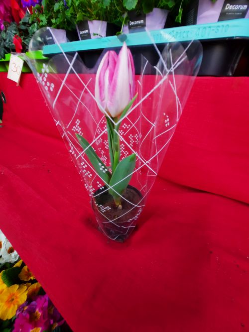 Tulipán cserepes virág! Keresse mindig friss virág választékomat Budapesten