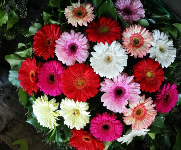 Nagyfejű gerbera fekvő koszorú (FK-152)