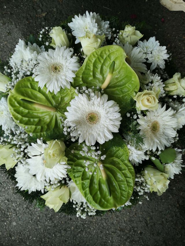 fehér nagyfejű gerbera
