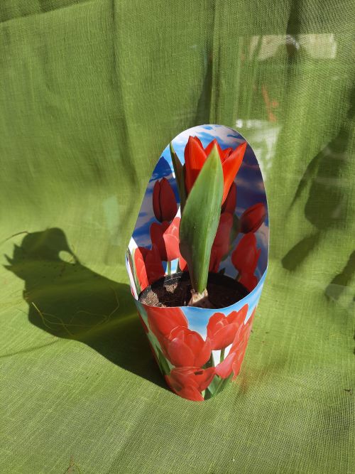 Mini Tulipán! Keresse mindig friss virág választékomat Budapesten