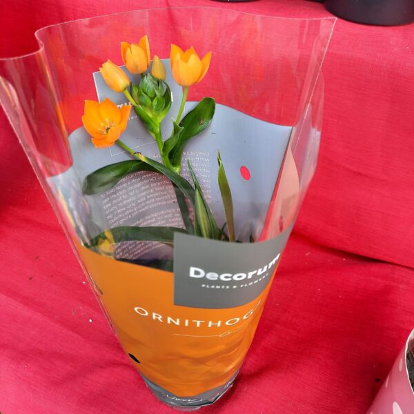 Ornithogalum dubium (CSE-16)