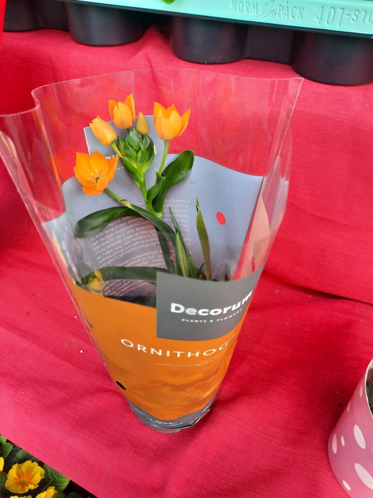 Ornithogalum dubium! Keresse mindig friss virág választékomat Budapesten