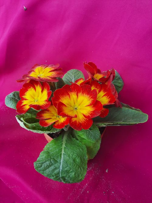 Primula sárga